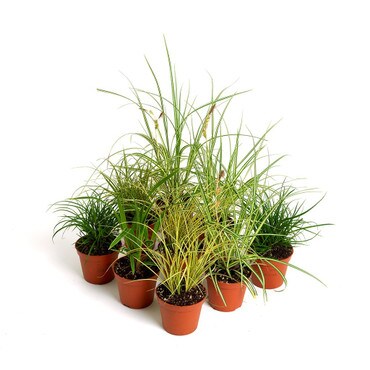 Collection of 9 Savannah Mix Plants